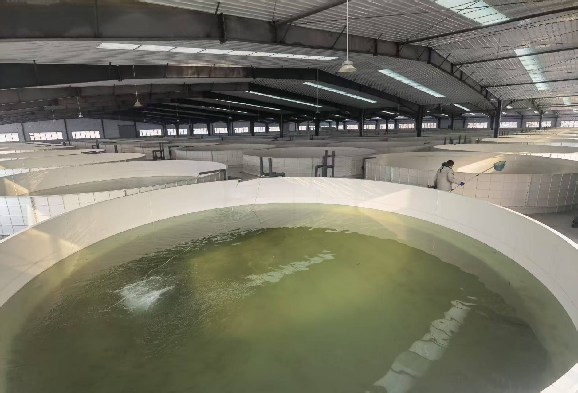 FRP fish tanks in operation, white units filled with water across a farm