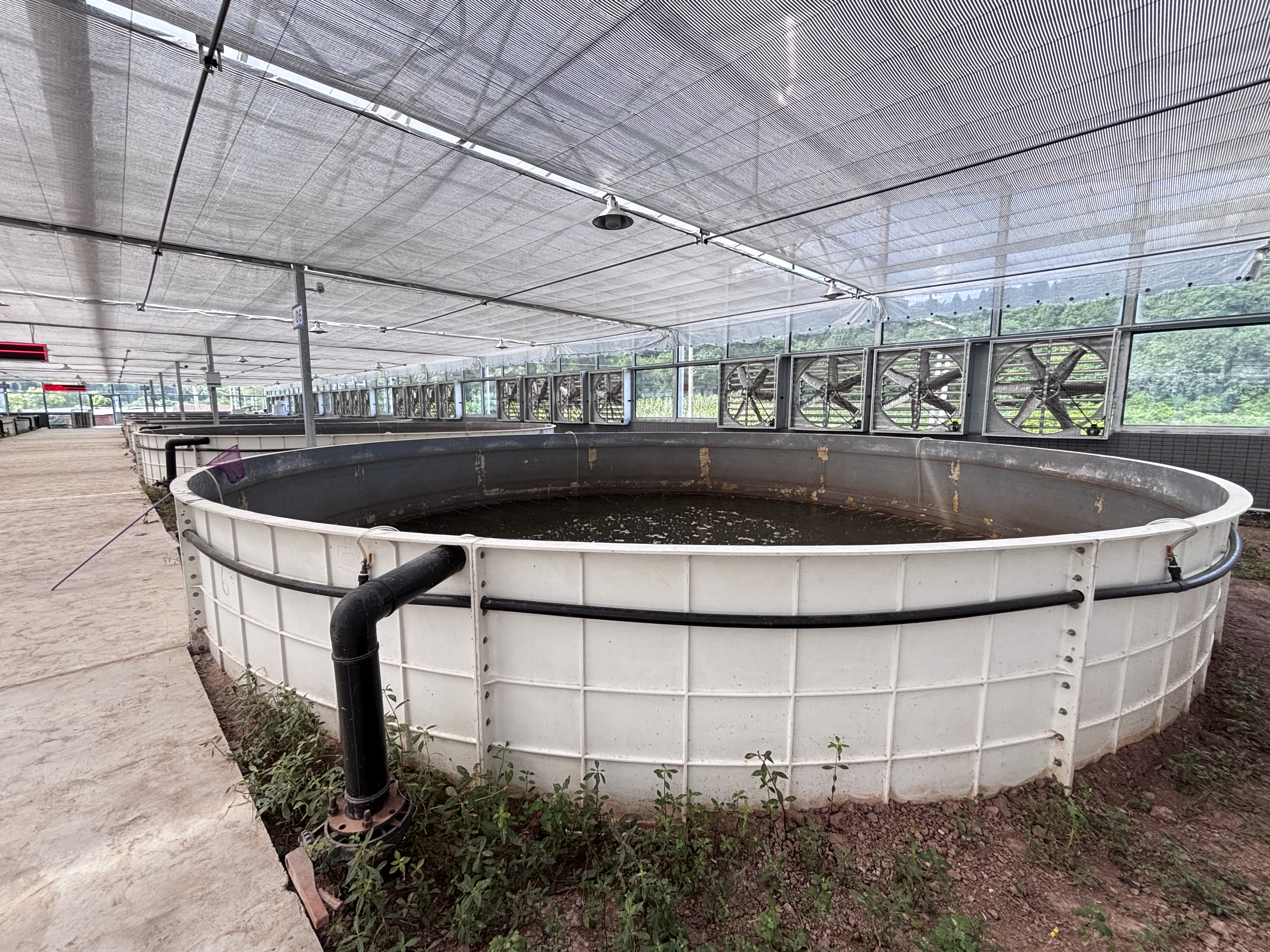 FRP fish tank, white modular unit at a large outdoor greenhouse site