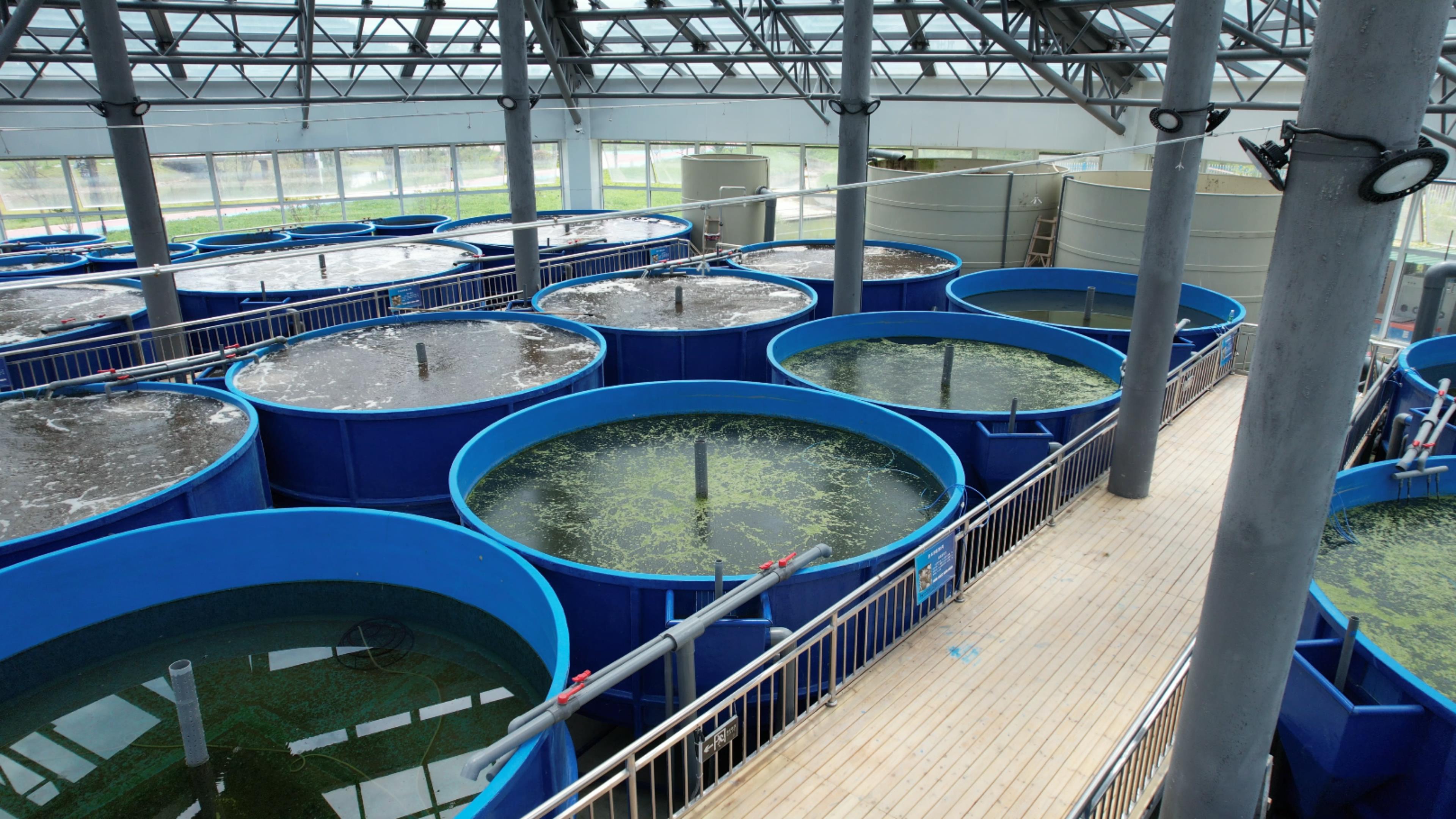 FRP fish tank, blue one-piece unit installed in a RAS recirculating aquaculture base