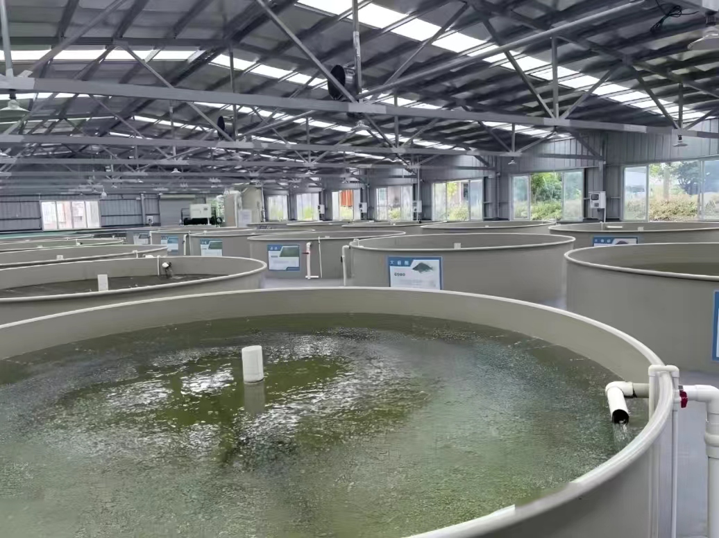 Aquaculture tank material comparison photo: PP fish tanks running in a RAS farm greenhouse